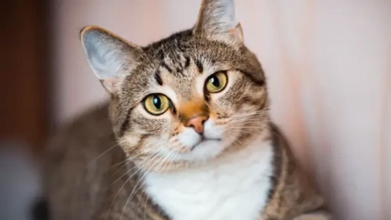 20 de febrero: ¿Por qué se celebra el Día del Gato?
