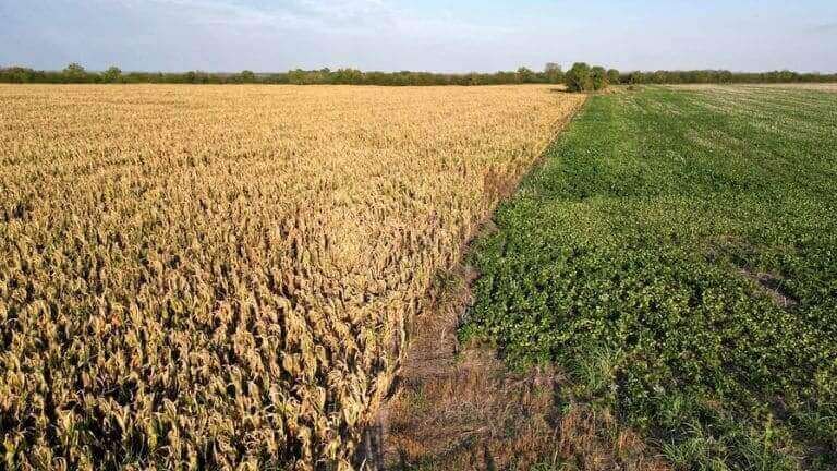 Efecto sequía y ola de calor: reducen las proyecciones de cosecha de soja y maíz