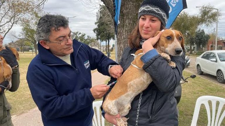 El quirófano móvil municipal retoma las castraciones y vacunación gratuita en el barrio Gutiérrez