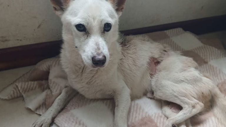 Imputaron a una mujer en Venado Tuerto por la crueldad y el abandono extremo de su perro