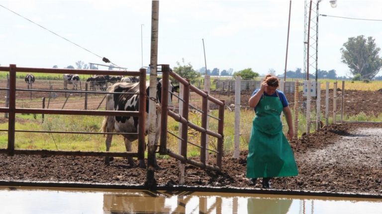 Santa Fe impulsa el crecimiento lácteo y concentra la mitad de las exportaciones del país
